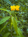 Lotus corniculatus