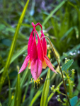 Aquilegia canadensis