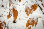Fagus grandifolia