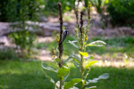 Verbascum thapsus