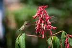 Aesculus pavia