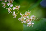 Prunus serotina