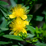Hypericum prolificum