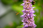 Agastache foeniculum