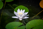 Nymphaea sp.