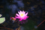 Nymphaea sp.