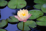 Nymphaea sp.