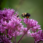 Eupatorium purpureum 'Little Joe'