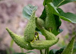 Asclepias syriaca