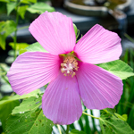 Hibiscus moscheutos 'Disco Belle Pink'