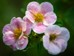 Potentilla fruticosa 'Pink Beauty'