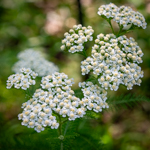 Achillea millefolium