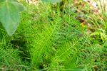 Achillea millefolium