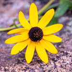 Rudbeckia hirta