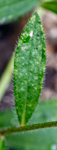 Rudbeckia hirta