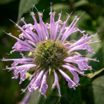 Monarda fistulosa