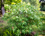Aesculus pavia