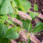 Agastache foeniculum