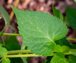 Agastache foeniculum