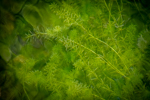 Elodea sp.