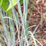 Schizachyrium scoparium