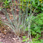 Schizachyrium scoparium