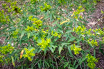 Hypericum prolificum