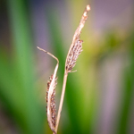 Juncus torreyi