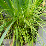 Juncus torreyi