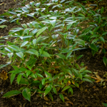 Leucothoe fontanesiana