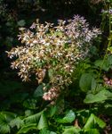 Eurybia macrophylla