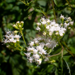 Eupatorium perfoliatum