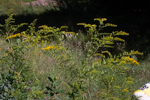 Solidago juncea