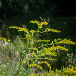 Solidago juncea