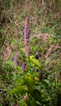 Agastache foeniculum
