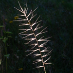 Elymus hystrix