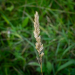 Phalaris arundinacea