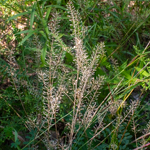 Lepidium sp.
