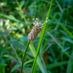 Eleocharis obtusa