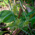 Cyperus esculentus