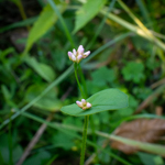 Persicaria sagittata