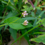 Persicaria sagittata
