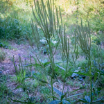 Verbena hastata