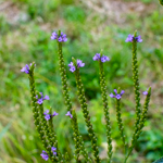 Verbena hastata