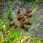 Penstemon digitalis