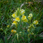Linaria vulgaris