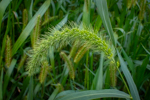 Setaria faberi