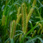 Setaria pumila