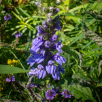 Lobelia siphilitica