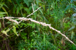 Phalaris arundinacea